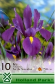 Bulbi de toamna iris hollandica Purple Sensation