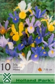 Bulbi de toamna iris hollandica mix