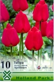 Bulbi de toamna lalele Apeldoorn
