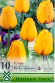Bulbi de toamna lalele Golden Apeldoorn