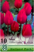 Bulbi de toamna lalele Couleur Cardinal