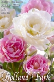 Bulbi de toamna lalele duo flori involte Roz-Alb