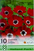 Bulbi de toamna anemone de Caen Hollandia