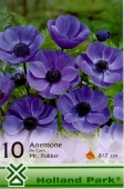 Bulbi de toamna anemone de Caen Mr. Fokker