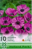 Bulbi de toamna anemone de Caen Sylphide