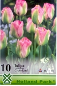 Bulbi de toamna lalele Groenland