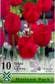 Bulbi de toamna lalele Red Wing