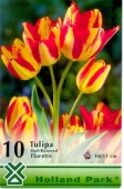 Bulbi de toamna lalele Florette