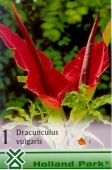 Bulbi de toamna dracunculus vulgaris