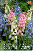 Bulbi de toamna hyacinthoides hispanica mix de culori