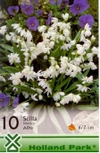 Bulbi de toamna scilla siberica alba