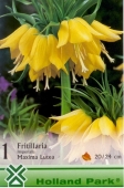Bulbi de toamna fritillaria imperialis Maxima Lutea
