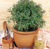 Seminte aromatice de cimbru