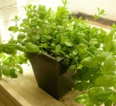 Seminte aromatice de coriandru