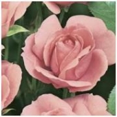 Trandafiri polyantha Tom Tom