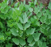 Seminte aromatice de leustean