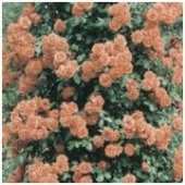 Trandafiri urcatori Orange