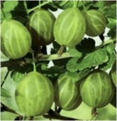 Arbusti fructiferi agris verde victorios