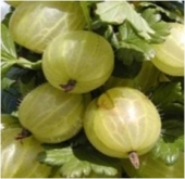 Arbusti fructiferi agris uriasa de Pallag