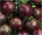 Arbusti fructiferi agris rosu delicios