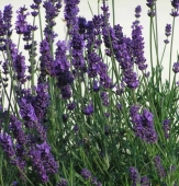 Seminte aromatice de levantica
