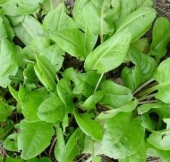 Seminte aromatice de macris