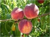 Pomi fructiferi piersic Redhaven