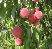 Pomi fructiferi piersic Suncrest
