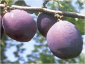 Pomi fructiferi prun Cacanska Rana