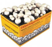 Cutie pentru cultivat ciuperci Champinion (Agaricus bisporus)