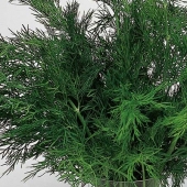 Seminte aromatice de marar