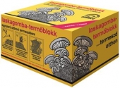 Cutie pentru cultivat ciuperci Pleurotus (Pleurotus hybrida)