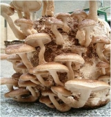 Ciuperci Shii-Take – (Lentilula edodes)