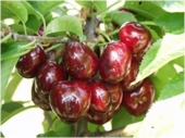 Pomi fructiferi cires Timpuriu de Bistrita
