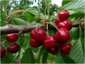 Pomi fructiferi cires Bigarreau Burlat