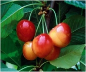 Pomi fructiferi cires Vega