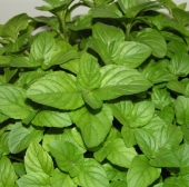 Seminte aromatice de menta