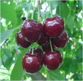 Pomi fructiferi cires Rubin