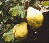 Pomi fructiferi gutui Champion
