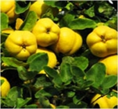 Pomi fructiferi gutui Aromate