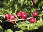Pomi fructiferi nectarin Red June