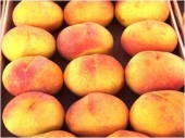 Pomi fructiferi nectarin Babygold 5