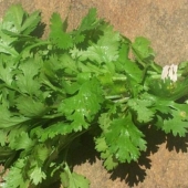 Seminte aromatice de patrunjel frunze