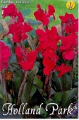Bulbi de primavara Canna Indica rosu frunze rosii
