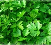 Seminte aromatice de patrunjel frunze