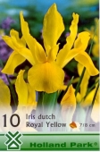 Bulbi iris hollandica Royal Yellow