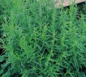 Seminte aromatice de tarhon