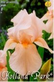 Bulbi iris germanica Roz
