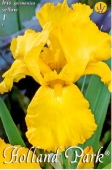 Bulbi iris germanica Galben