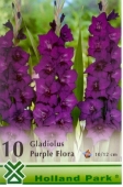 Bulbi de primavara gladiolus Purple Flora